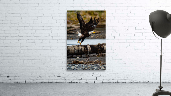 Fly Like an Eagle Wall Preview