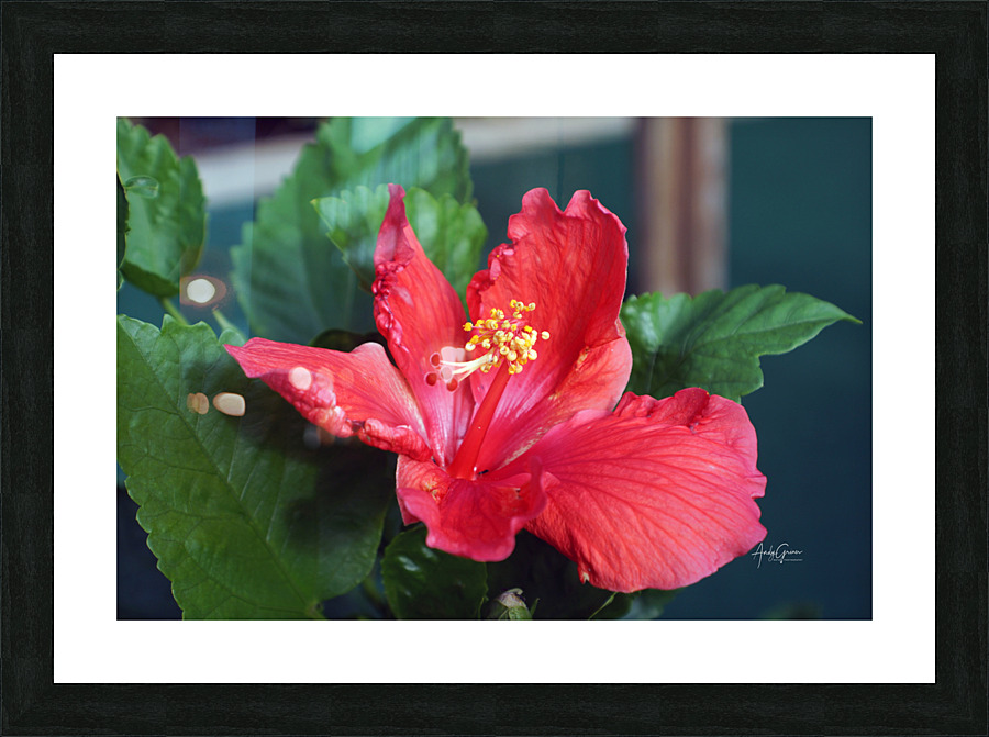 B0002147.AG Picture Frame print