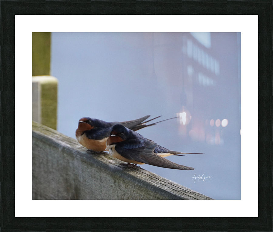 DSC00127 .Barn Swallow Picture Frame print