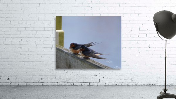 DSC00127 .Barn Swallow Wall Preview