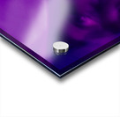  violet euphoria Acrylic print