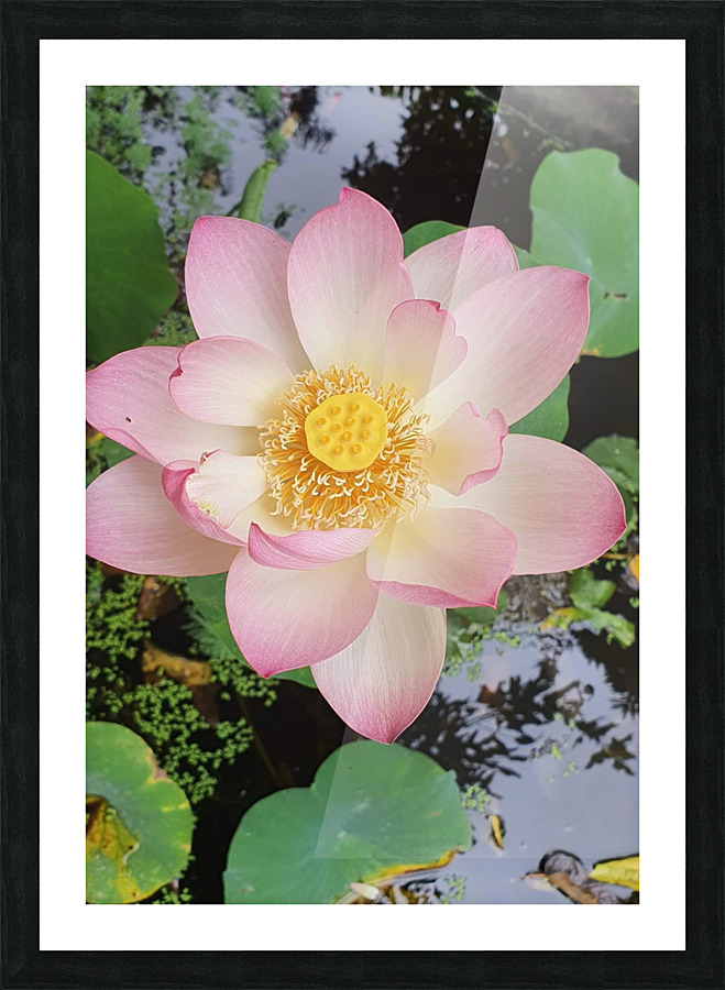 LOTUS LILY Picture Frame print