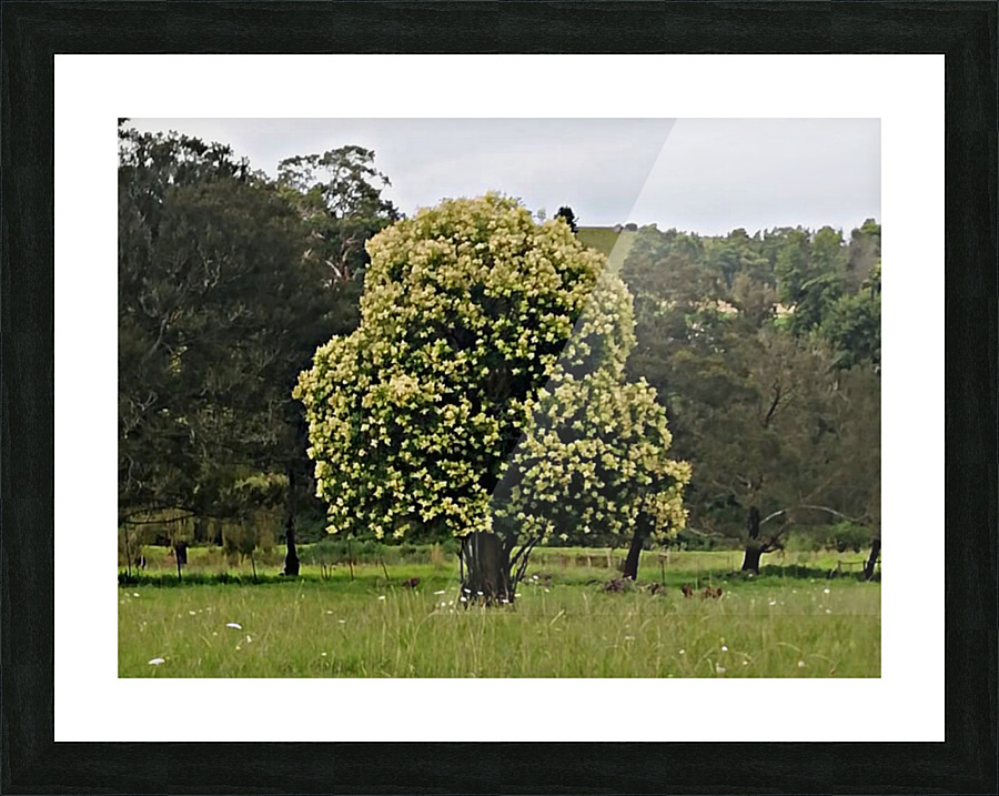 A TOISE TREE Picture Frame print