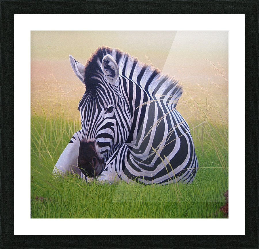 RECLINING ZEBRA Picture Frame print