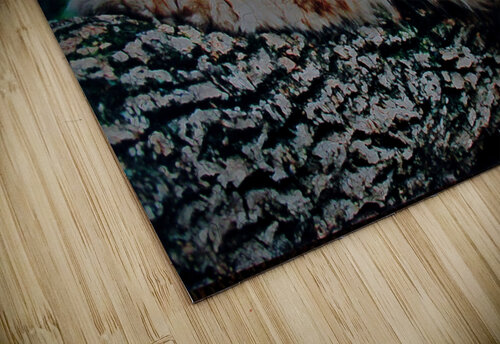 SABASTIAN Tim Glasby puzzle