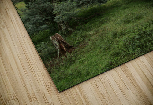 WHERE TREES MEET Tim Glasby puzzle