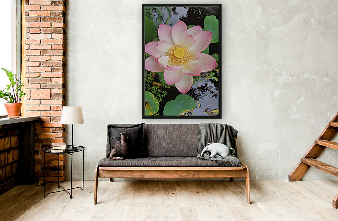 LOTUS LILY Reproduction