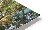 BETWEEN TREES HD Metal print