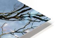 A BUCK TREE HD Metal print