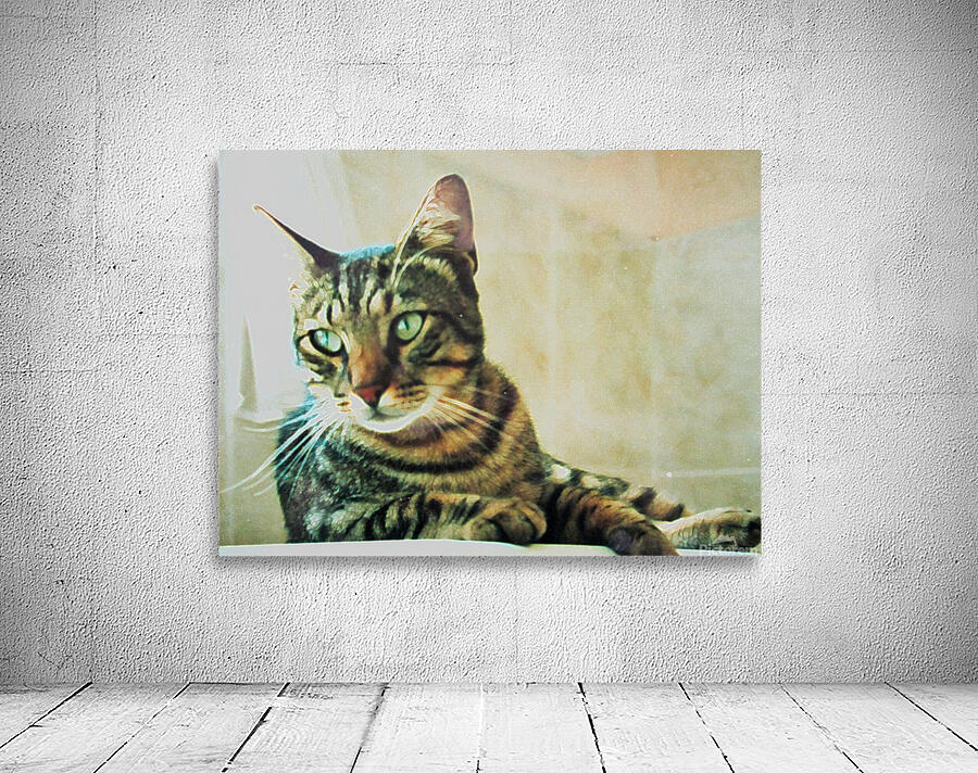 FELIX INDOORS Wall Preview