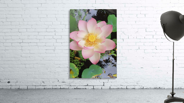 LOTUS LILY Wall Preview