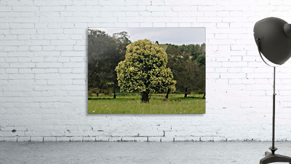 A TOISE TREE Wall Preview