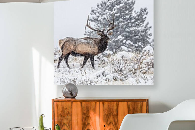 Snowy Elk - Rocky Mountain National Park Colorado by Rebecca Harding
