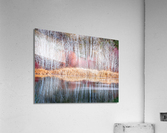 Winter Aspen Reflections Acrylic Print