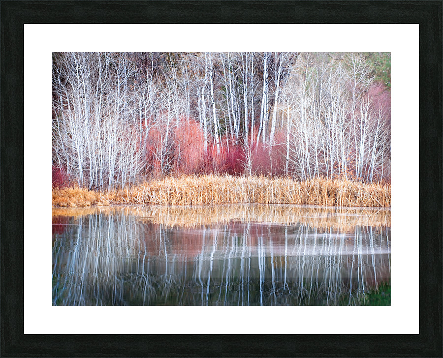 Winter Aspen Reflections Picture Frame print