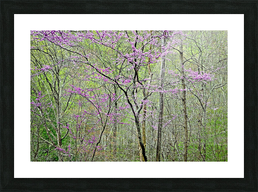 Redbud Portrait  Picture Frame print