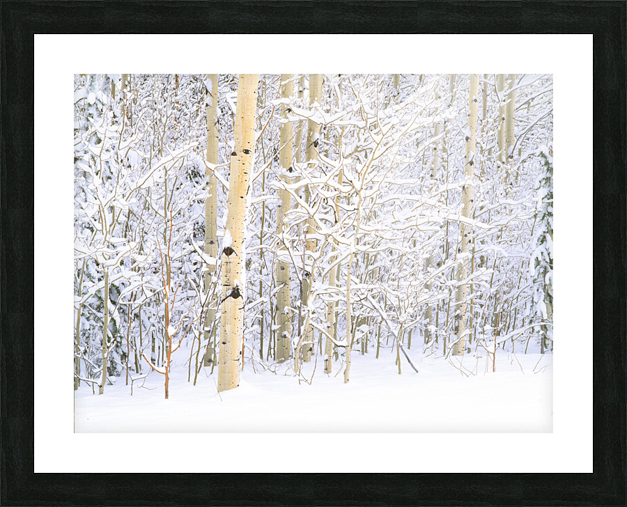 Quiet Winter Aspen Picture Frame print
