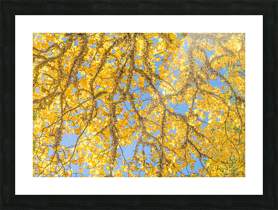 Heavenly Joy Picture Frame print