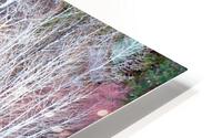Winter Aspen Reflections HD Metal print