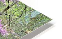 Redbud Portrait  HD Metal print