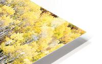 Dancing Autumn Aspens HD Metal print