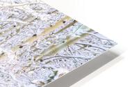 Quiet Winter Aspen HD Metal print