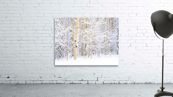 Quiet Winter Aspen Wall Preview