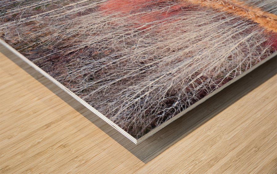 Winter Aspen Reflections Wood print