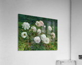 Peonies Acrylic Print