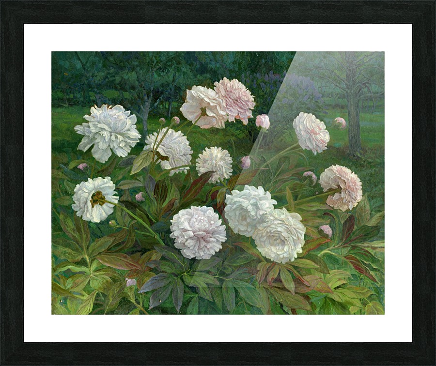 Peonies Picture Frame print