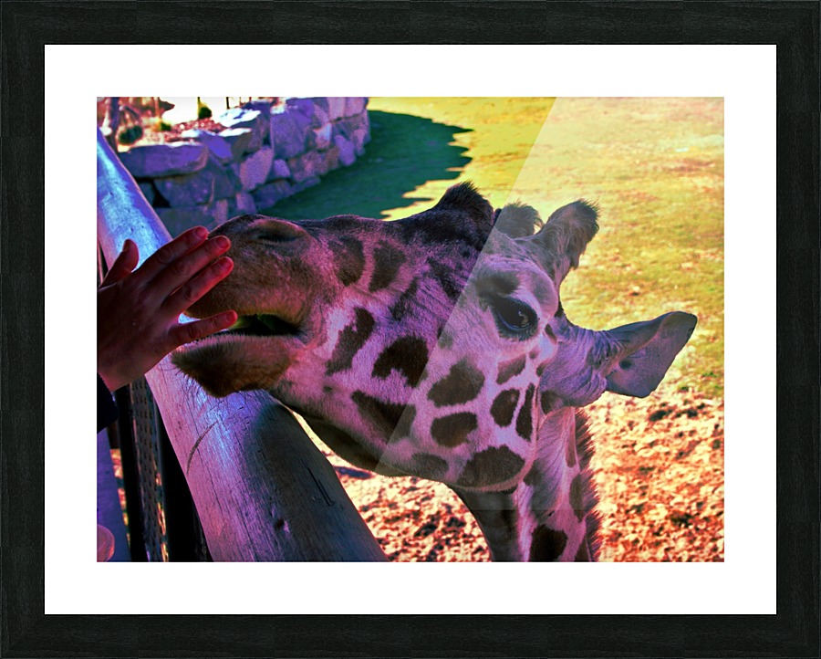 IMG_7572 Picture Frame print