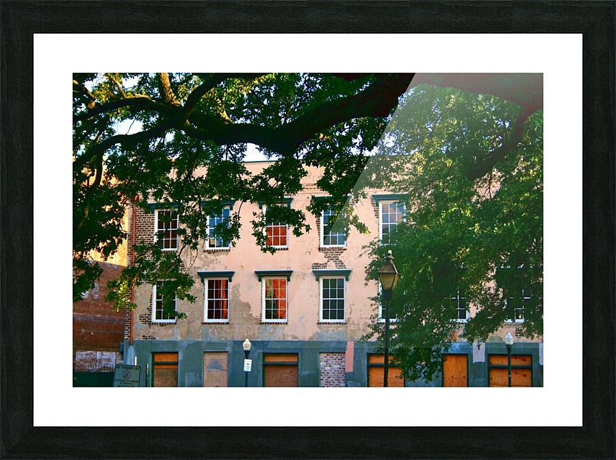 savannah2010 741 Picture Frame print