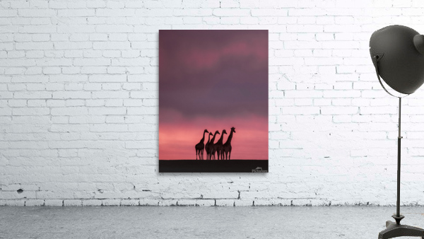 African Dreams - 2 Wall Preview