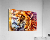 lion Wild Acrylic Print