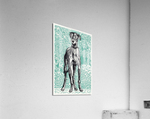 Greyhound Acrylic Print