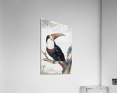 Red-billed Toucan Acrylic Print