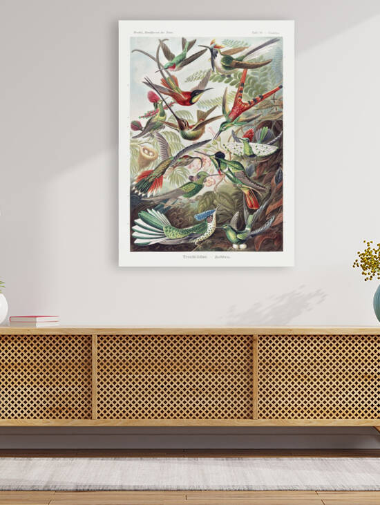 Trochilidae–Kolibris from Kunstformen der Natur 1904 by Jon dev 