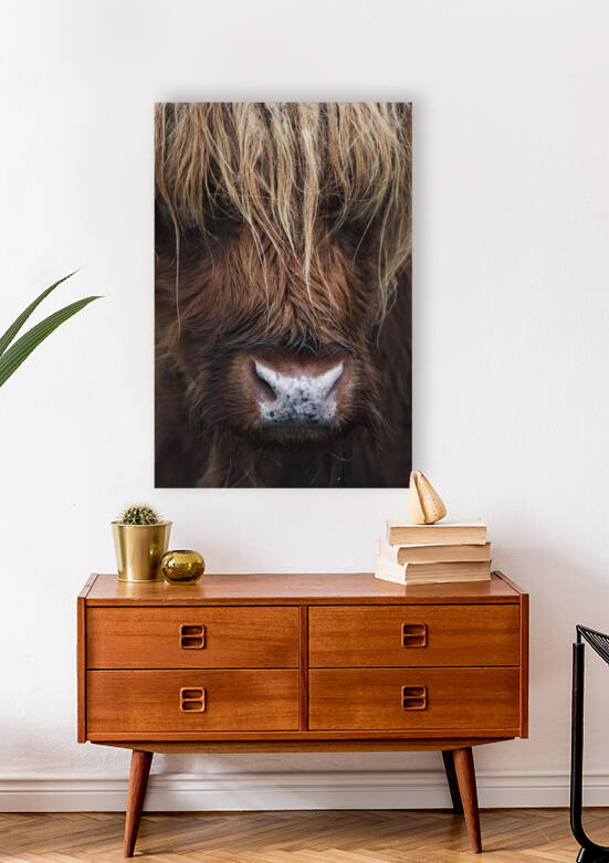  Closeup of hairy Scottish Highland Cattle- brown bull closeup cow english  by Jon dev 