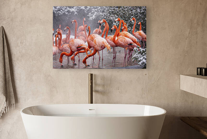 American Flamingo by Jon dev 