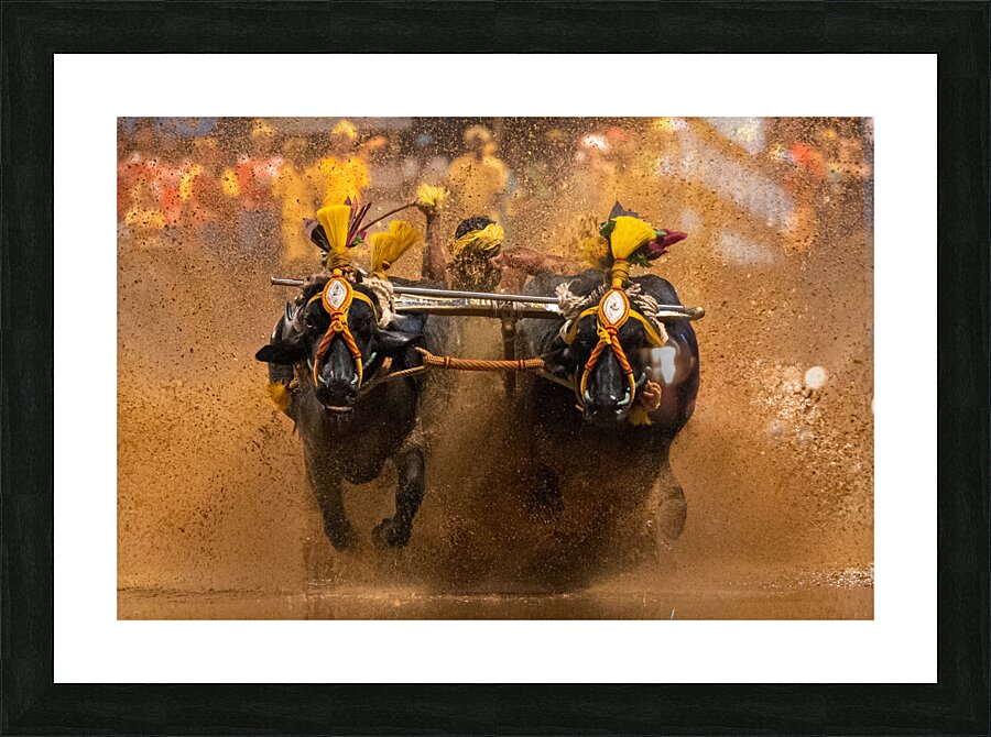 Buffalo race Picture Frame print