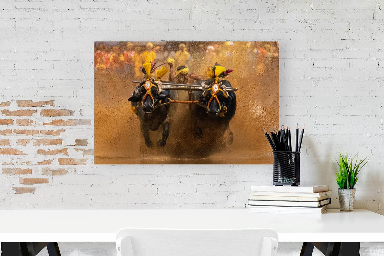 Buffalo race Reproduction
