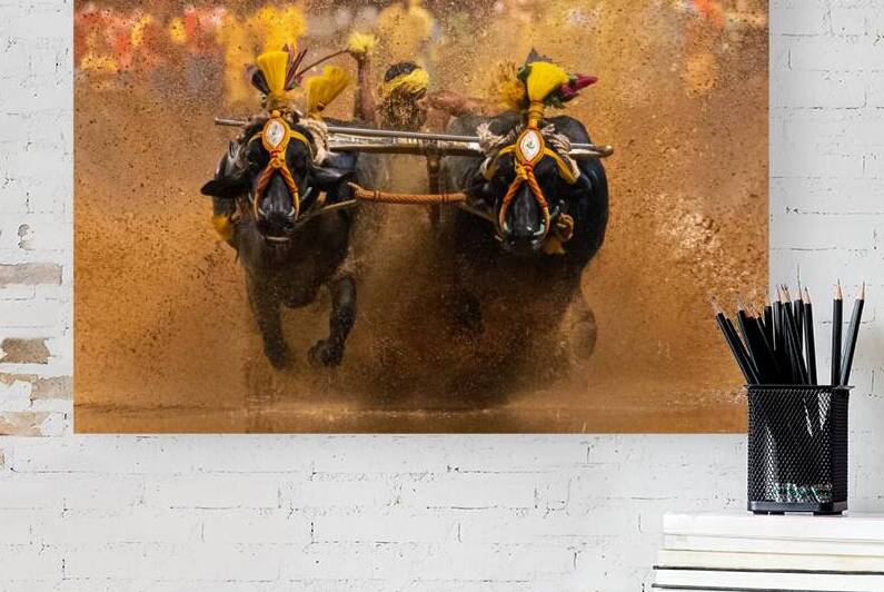 Buffalo race by ASTRO MOHAN