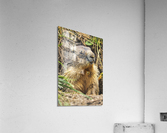 Alpine Marmot Acrylic Print
