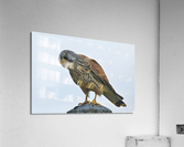 Kestrel Acrylic Print