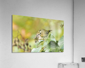 Goldcrest Acrylic Print