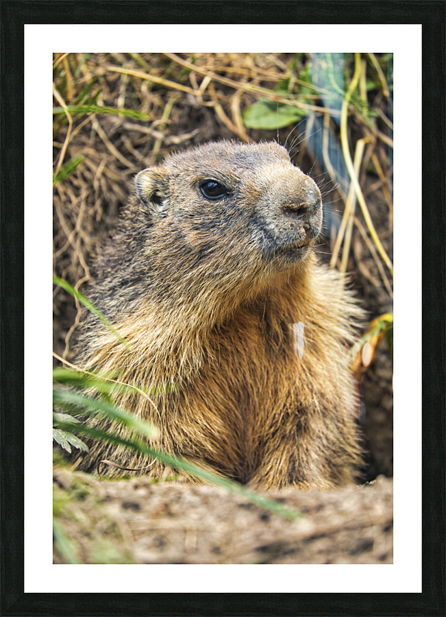 Alpine Marmot Picture Frame print