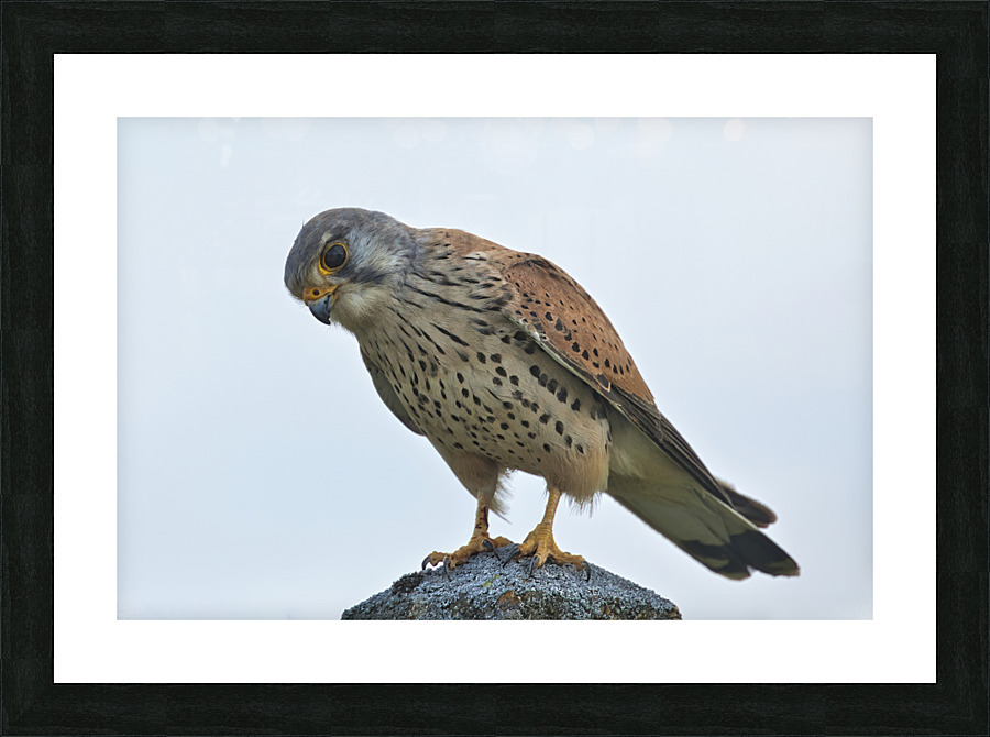 Kestrel Picture Frame print