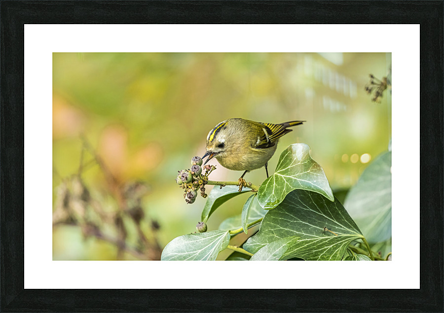 Goldcrest Picture Frame print