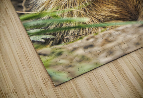 Alpine Marmot Alexandra Grossman puzzle