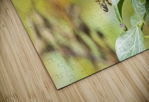 Goldcrest Alexandra Grossman puzzle